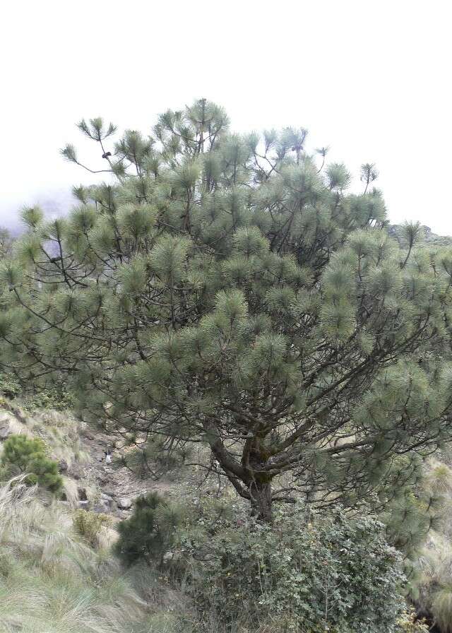 Image of Hartweg's Pine