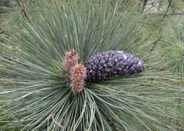 Image of Hartweg's Pine