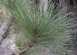 Image of Hartweg's Pine