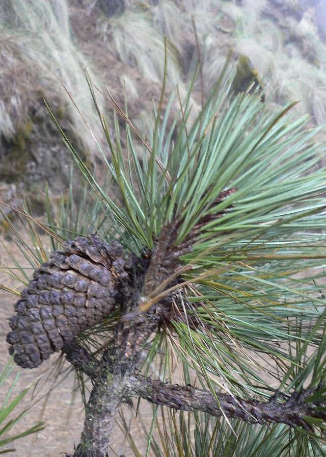 Image of Hartweg's Pine