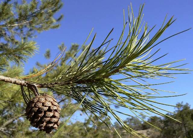 Image of chihuahua pine