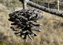 Image of chihuahua pine