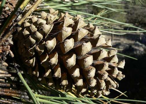 Image of Apache Pine