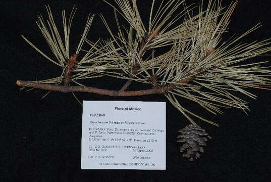 Image of Aztec Pine