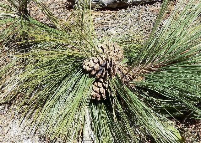 Image of Durango Pine