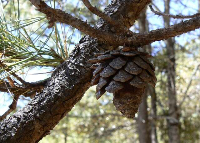 Pinus leiophylla Schiede ex Schltdl. & Cham. resmi