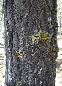 Image of Chihuahua Pine