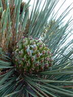 Image of Torrey pine