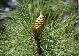 Image of ponderosa pine