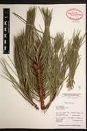 Pinus attenuata Lemmon的圖片