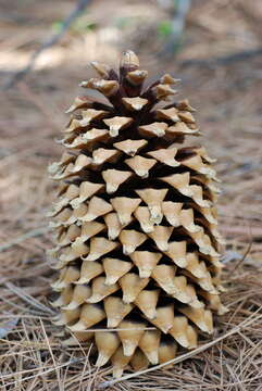 Image of knobcone pine