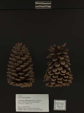 Image of slash pine