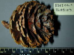 Image of pitch pine