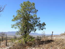 Sivun <i>Pinus georginae</i> kuva
