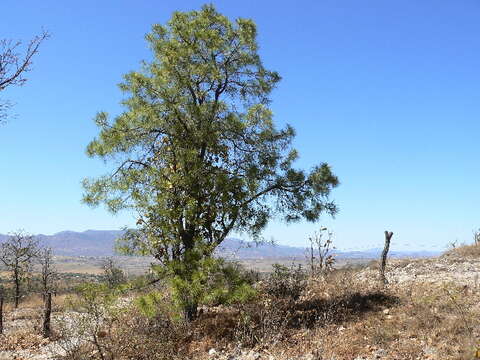 Image of <i>Pinus georginae</i>