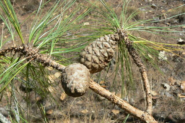 Image of <i>Pinus georginae</i>