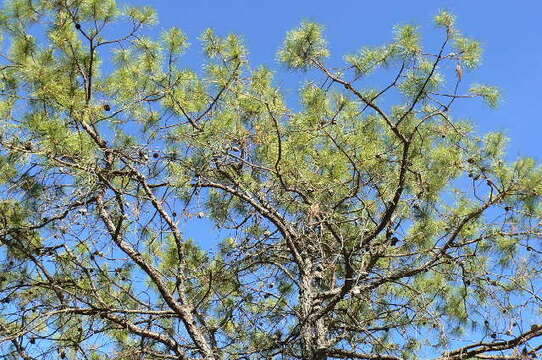 Image of <i>Pinus georginae</i>