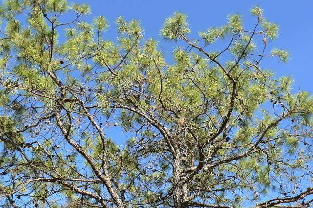 Image de <i>Pinus georginae</i>