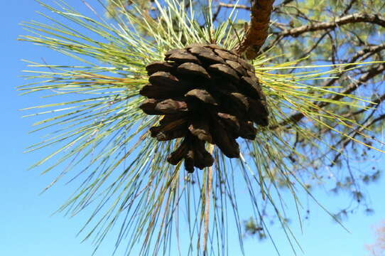 Image of <i>Pinus georginae</i>