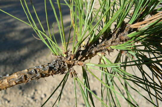 Image de <i>Pinus georginae</i>