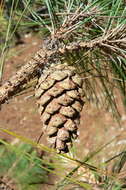 Image of Herrera's Pine