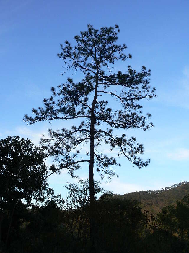 Image of Jalisco Pine