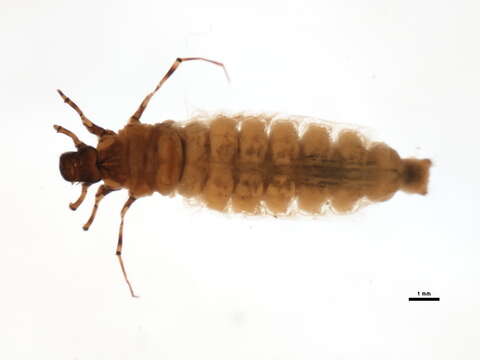 Image of Calamoceratidae