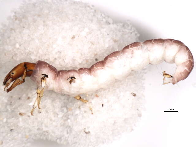 Image of Hydrobiosidae