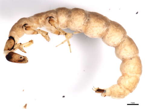 Image of Rhyacophiloidea