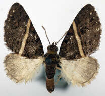 Image of Eupithecia albisecta Prout 1911
