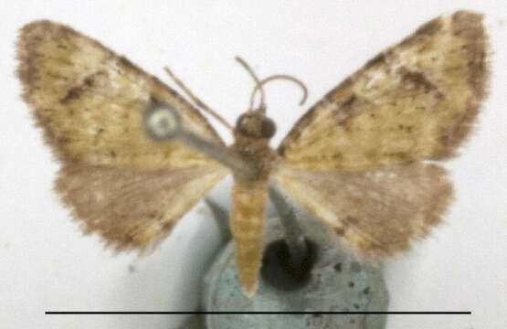 صورة Chloroclystis eichhorni Prout 1958