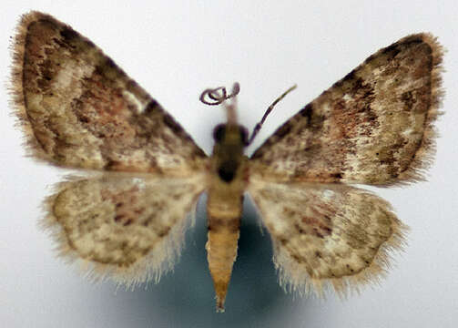 Image of Calluga pallidipunctata Warren 1907