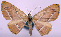 صورة Chrysoclystis perornata Warren 1896