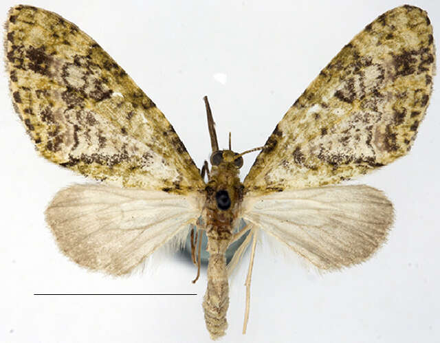 Image of Phthonoloba violacea Warren 1906