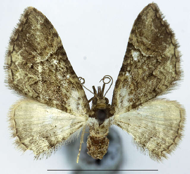 Image of <i>Mnesiloba eupitheciata</i>