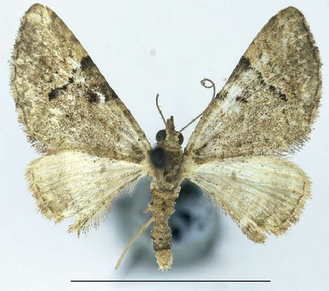 Image of <i>Mnesiloba eupitheciata</i>