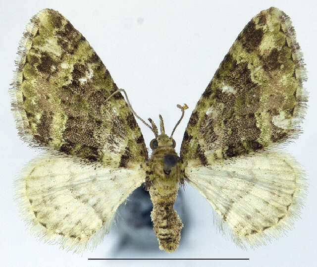 Image of Tripteridia expectens