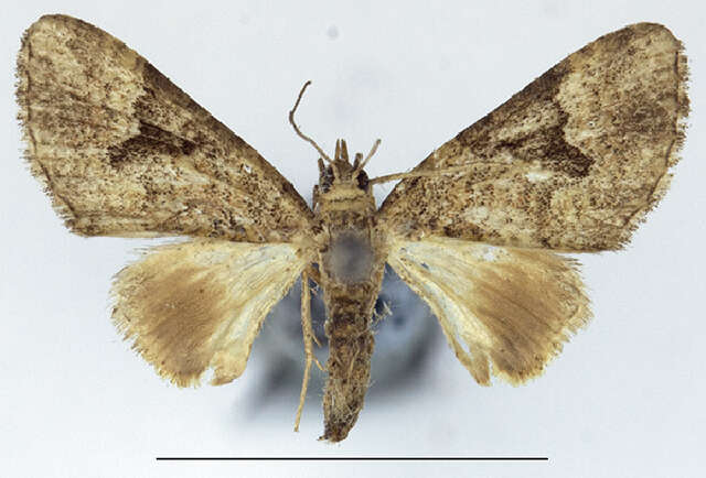 Image of Mnesiloba partitecta