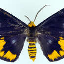 Image de Dysphania imperialis Warren 1902