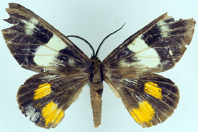 Image of Dysphania decoloratula