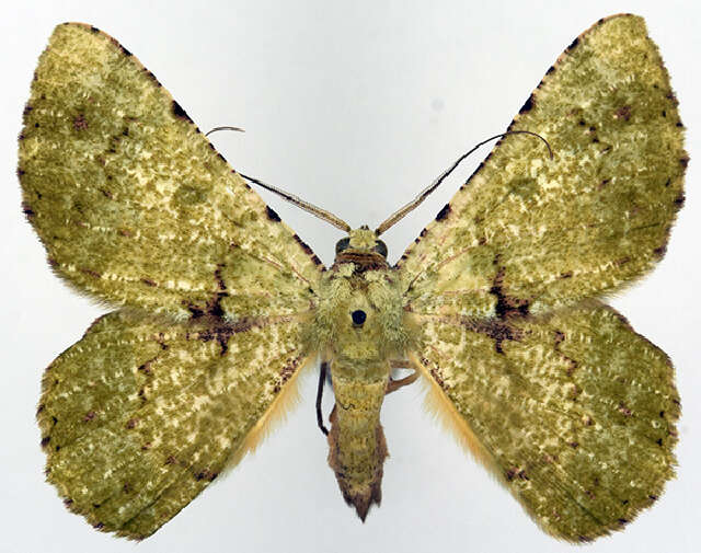 Image of Aeolochroma saturataria ab. perviridata