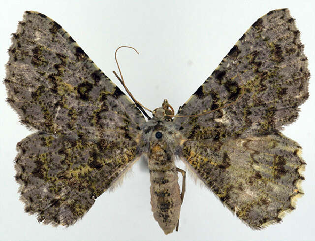 Image of Aeolochroma caesia