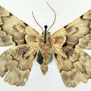 صورة Aeolochroma languida Warren 1898