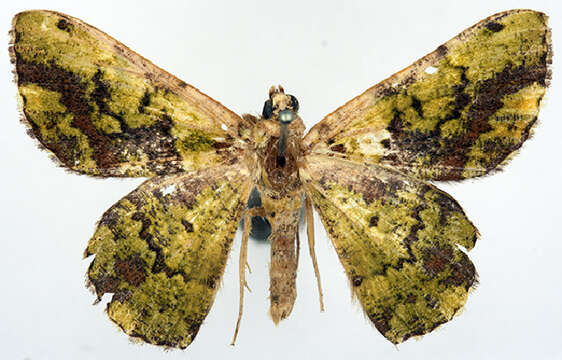 صورة Aeolochroma prasina Warren 1896