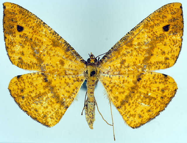 Image of Eumelea unipuncta Warren 1896