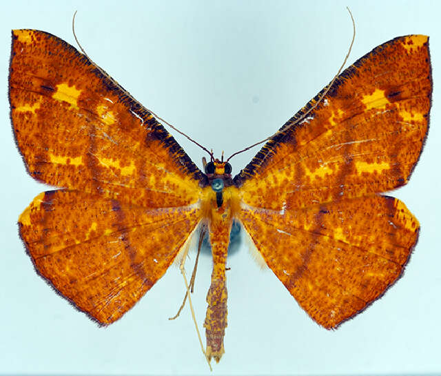 Image of Eumelea unipuncta Warren 1896
