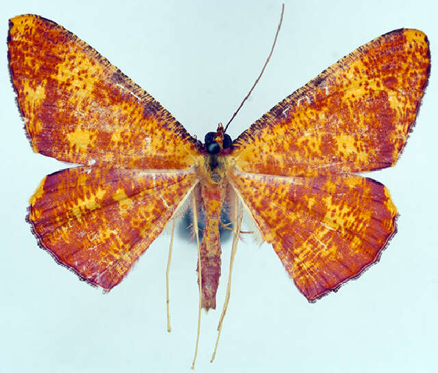 Image of Eumelea ludovicata salomonis Prout 1921