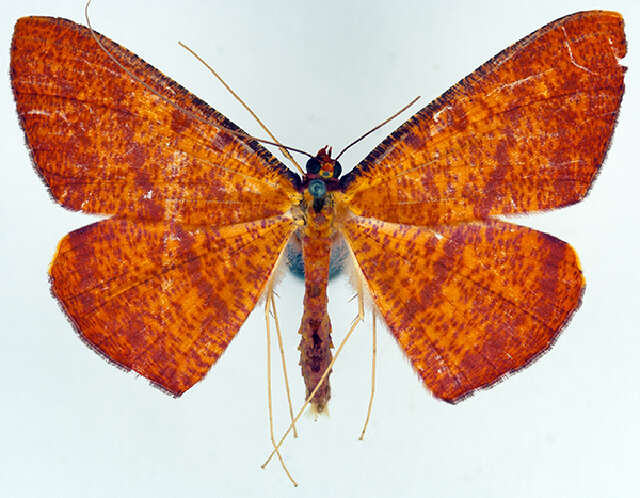 Image of Eumelea duponchelii Montrouzier 1856