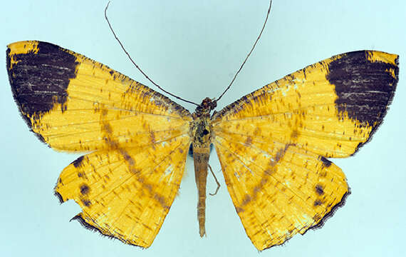 Image of Eumelea apicata Warren 1899