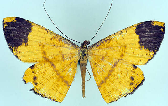 Image of Eumelea apicata Warren 1899